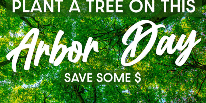 Plant a Tree on This Arbor Day