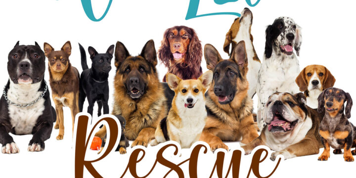 We Love Rescue Dogs!
