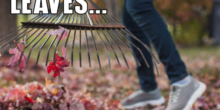 I Love Raking Leaves… Said No One Ever!